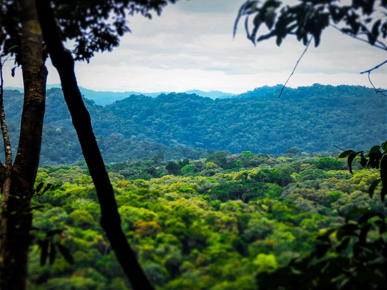 Forest Liberia