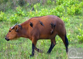 African forest buffalo (Syncerus caffer nanus) with yellow-billed oxpeckers (Buphagus africanus) clinging to its flanks, Parc de la Lekedi, Haut-Ogooue, Gabon, Africa