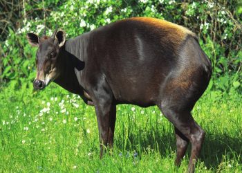 Yellow-backed Duiker final