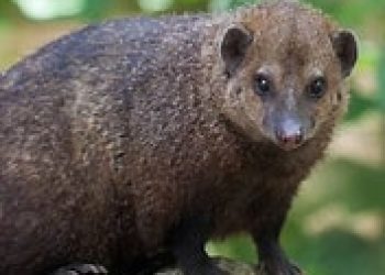 liberian-mongoose