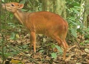 ogilby-duiker