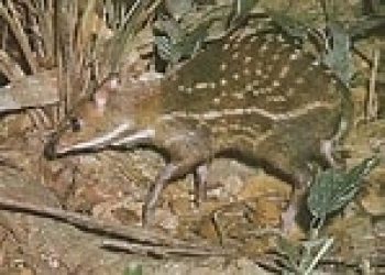 water-chevrotain